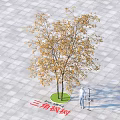 Triangle Maple Tree With Yellow Leaves Standing On Paved Ground In Outdoor Open Space 3d model