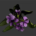 Vibrant Plant With Green Leaves And Stunning Purple Flowers In Bloom