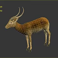 Realistic 3D Antelope Model With Orange White Fur And Curved Horns On Gray Background