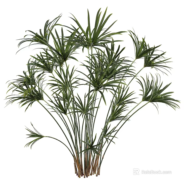 Lush Green Shrub with Long Stems and Feathery Leaves for Garden Landscaping 3d model 