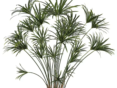 Lush Green Shrub with Long Stems and Feathery Leaves for Garden Landscaping 3d model