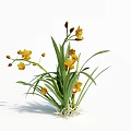 Yellow Orchids With Green Leaves And Roots On White Background