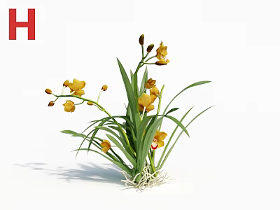 Yellow Orchids With Green Leaves And Roots On White Background 3d model