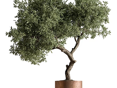 Bonsai Plant With Curved Trunk Lush Green Foliage In Copper Pot Indoor Decor 3d model