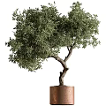 Bonsai Plant With Curved Trunk Lush Green Foliage In Copper Pot Indoor Decor
