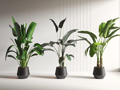 Three Potted Plants With Large Green Leaves In Black Minimalist Pots For Modern Indoor Decoration 3d model