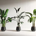 Three Potted Plants With Large Green Leaves In Black Minimalist Pots For Modern Indoor Decoration