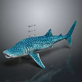 Whale Shark With Blue Body And White Spots Swimming With Small Fish On Its Back
