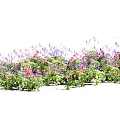 Vibrant Pink and Purple Flowers With Green Leaves in Full Bloom Garden View