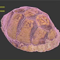 Shiny Orange Brown Tortoise Shell With Detailed Patterned Texture On Dark Background