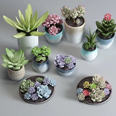 Modern potted succulents 3d model