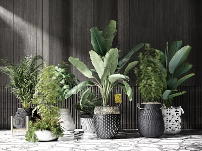 Various Indoor Green Plants with Banana Leaves Ferns in Stylish Pots Against Dark Textured Wall 3d model