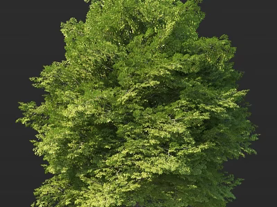 Tall Arbor With Lush Green Canopy And Dense Foliage In Natural Setting 3d model