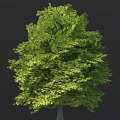 Tall Arbor With Lush Green Canopy And Dense Foliage In Natural Setting