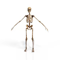 Human Skeleton Anatomical Model Demonstrating Bone Structure Without Organs And Hair 3d model