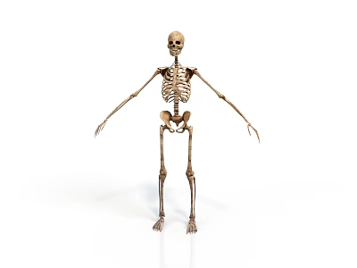 Human Skeleton Anatomical Model Demonstrating Bone Structure Without Organs And Hair 3d model