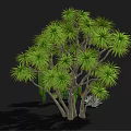 Diverse Green Plants Including Leafy Tree Tall Cacti Round Cactus And Succulents