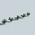 Five Green Shrubs Arranged in a Row on a White Background with Shadows 3d model