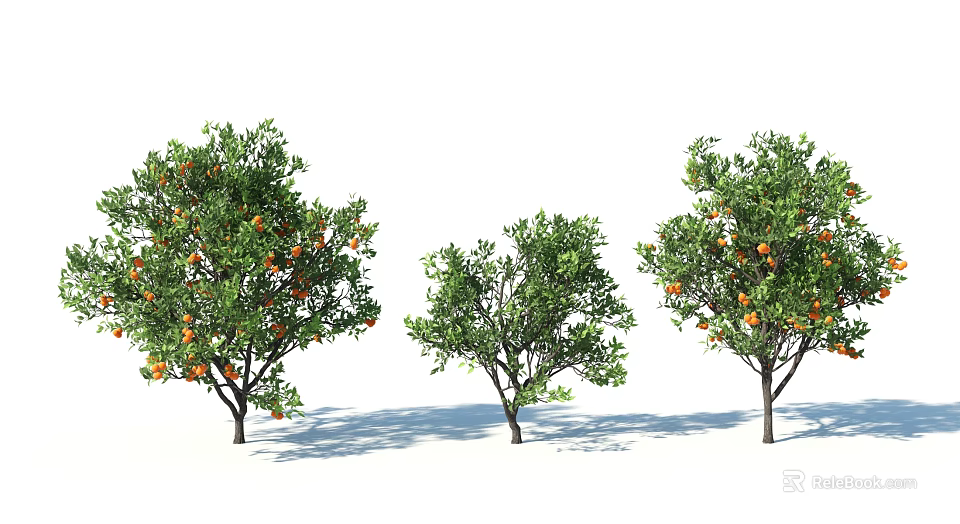 Three Citrus Trees With Green Leaves And Orange Fruits Of Different Sizes 3d model 