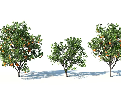 Three Citrus Trees With Green Leaves And Orange Fruits Of Different Sizes 3d model
