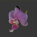 Bonsai Potted Plant With Purple Orchid Pink Gradient Petals Yellow Stem Black Background And Reflection