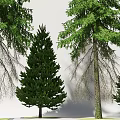 Diverse Coniferous Trees for Landscape Design with Various Heights and Green Foliage