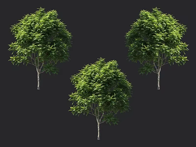 Three Lush Green Arbors with Dense Foliage and Straight Trunks 3d model