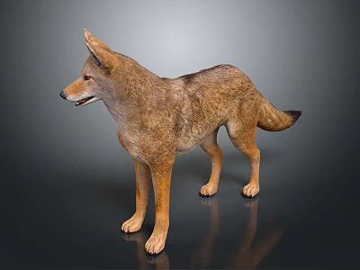 Realistic Coyote 3D Model Standing With Brown Fur Pointed Ears And Bushy Tail 3d model