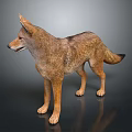 Realistic Coyote 3D Model Standing With Brown Fur Pointed Ears And Bushy Tail