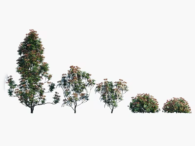 Various Sizes Of Arbor Trees With Green Leaves Flowering Branches And Dense Canopies 3d model