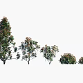 Various Sizes Of Arbor Trees With Green Leaves Flowering Branches And Dense Canopies