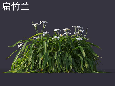 Iris japonica Plant With Long Green Leaves And Small White Flowers 3d model