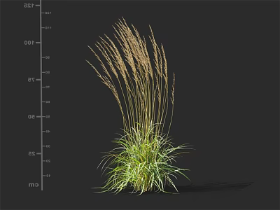 Decorative Ornamental Grass With Tall Green Foliage For Garden Landscape Design Showing Height Measurement 3d model
