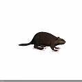 Brown Reptile With Claws Standing On White Background With Red Markings