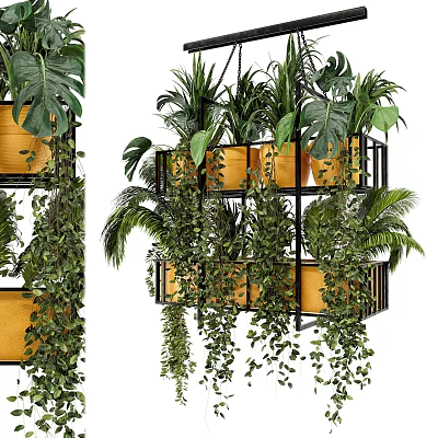 Hanging Green Plants In Multi Tiered Metal Frame With Yellow Pots Monstera Ferns And Vines 3d model
