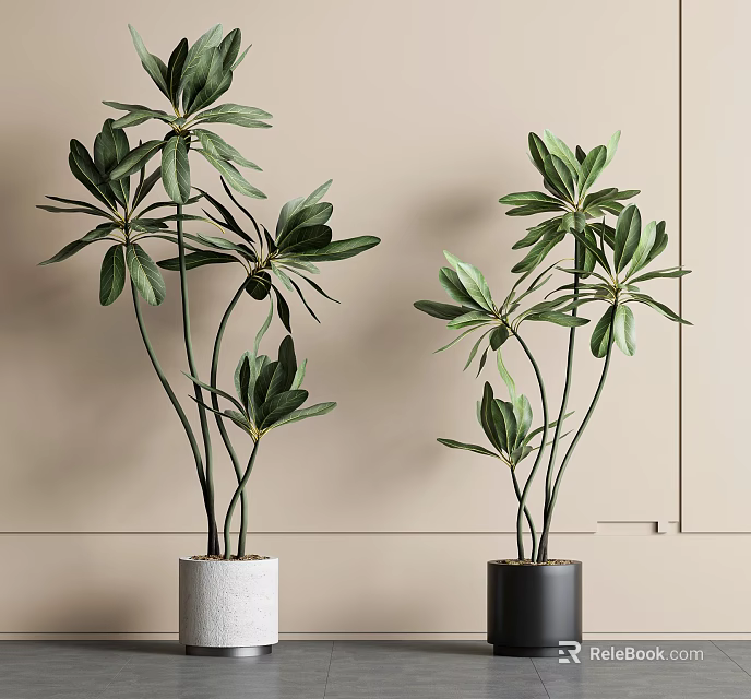 Bonsai Plants With Lush Green Leaves In White And Black Cylindrical Pots Against Light Wall 3d model 