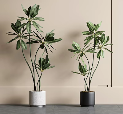 Bonsai Plants With Lush Green Leaves In White And Black Cylindrical Pots Against Light Wall 3d model