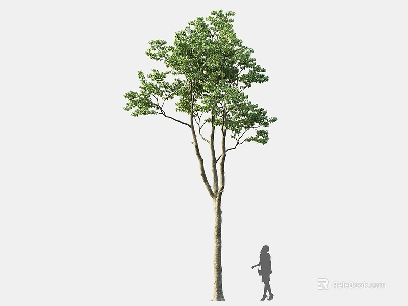 Tall Arbor With Green Leaves And Tree Trunk Next To Silhouette Of A Person 3d model 