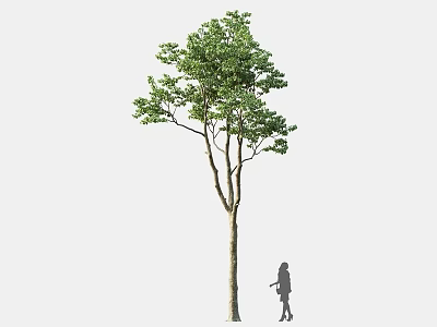 Tall Arbor With Green Leaves And Tree Trunk Next To Silhouette Of A Person 3d model
