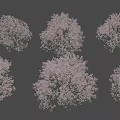 Six Beautiful Blooming Flowering Trees In Full Bloom Against Dark Background