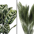 Bonsai Potted Plants With Various Leaf Shapes In Decorative Ceramic Pots For Indoor Decor