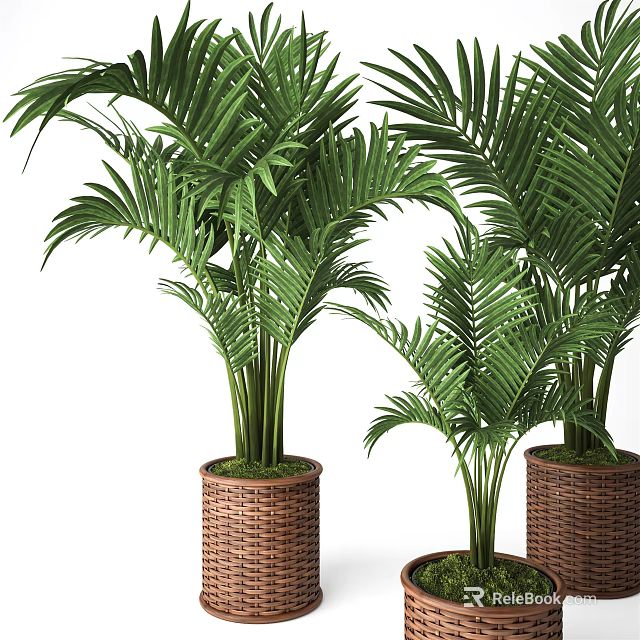 Lush Green Palm Potted Plants in Woven Baskets for Indoor Home Decoration 3d model 