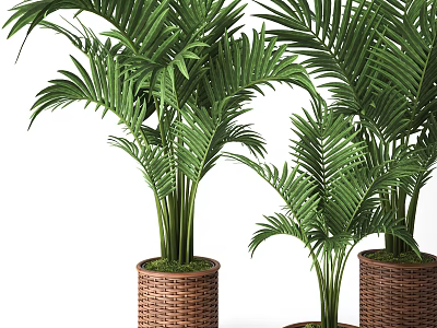Lush Green Palm Potted Plants in Woven Baskets for Indoor Home Decoration 3d model