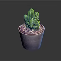 Green Cactus Plant in Purple Pot with Decorative Pebbles on Dark Surface