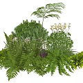 Lush Green Plant Combination With Ferns Bushes And White Flowering Plants