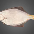 Brown Flat Flounder Fish With Fresh Whole Body On Gray Background