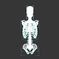 Human Chest Skeletal Structure Anatomical 3D Model With Rib Cage And Sternum