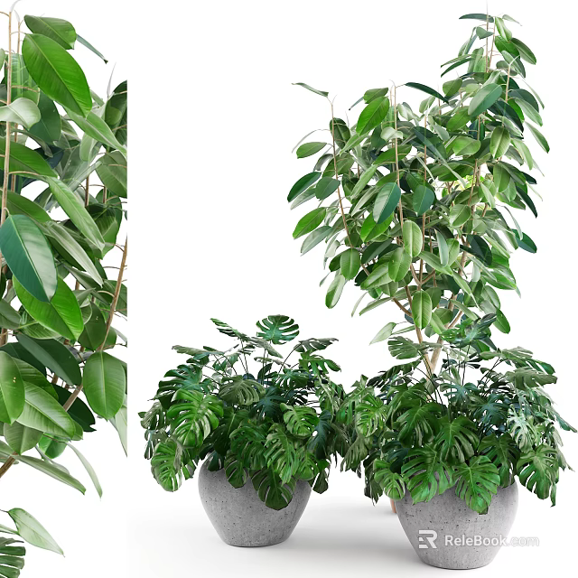 Lush Green Bonsai Potted Plants With Various Leafy Varieties For Indoor Decor 3d model 