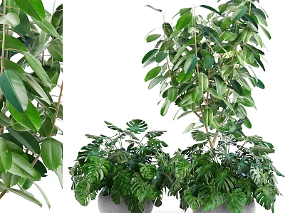 Lush Green Bonsai Potted Plants With Various Leafy Varieties For Indoor Decor 3d model