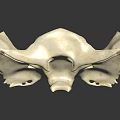 Human Skeletal Organ Model Displaying Detailed Bone Structure On Dark Background